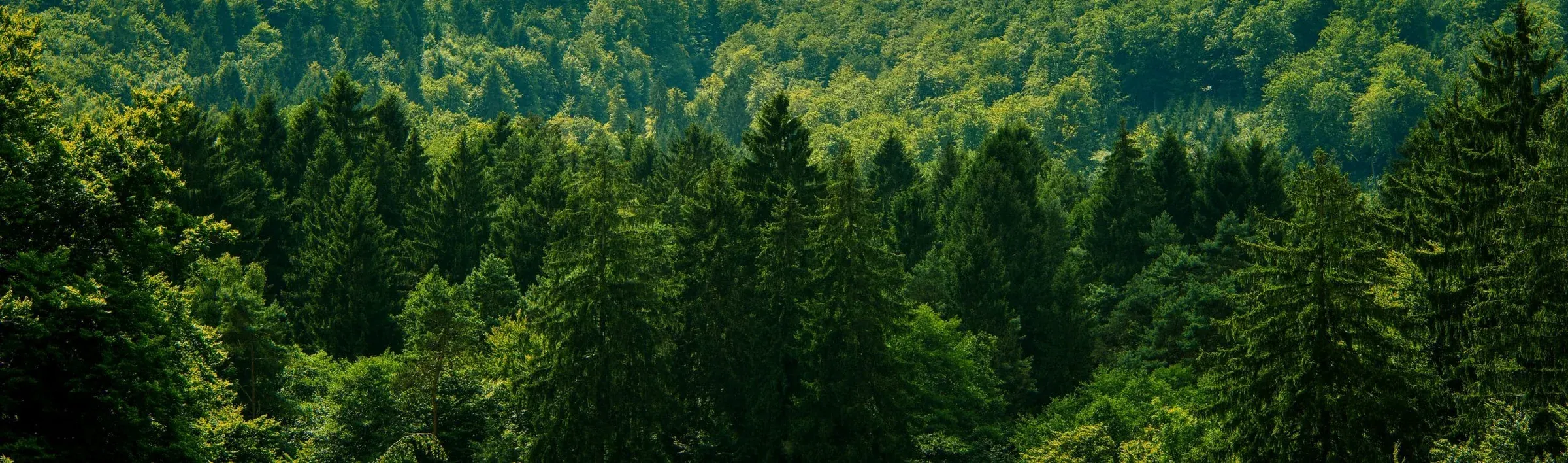 Granskog i Dalsland